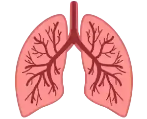 Lungs Test Online